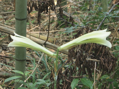 ウバユリの花-3