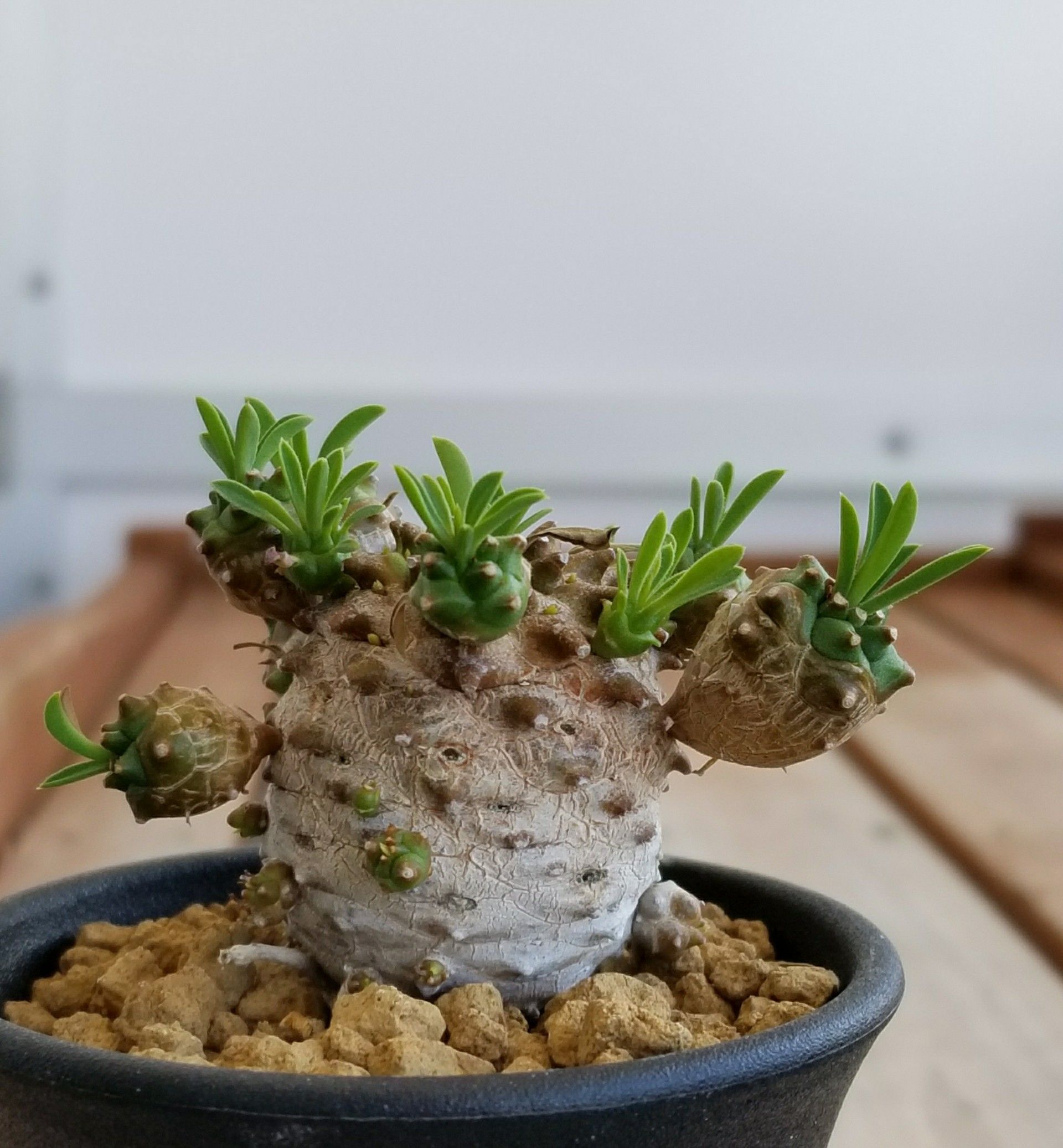 峨眉山は生育中 | デルオの多肉日記 - 楽天ブログ 峨眉山は生育中 | デルオの多肉日記 - 楽天ブログ