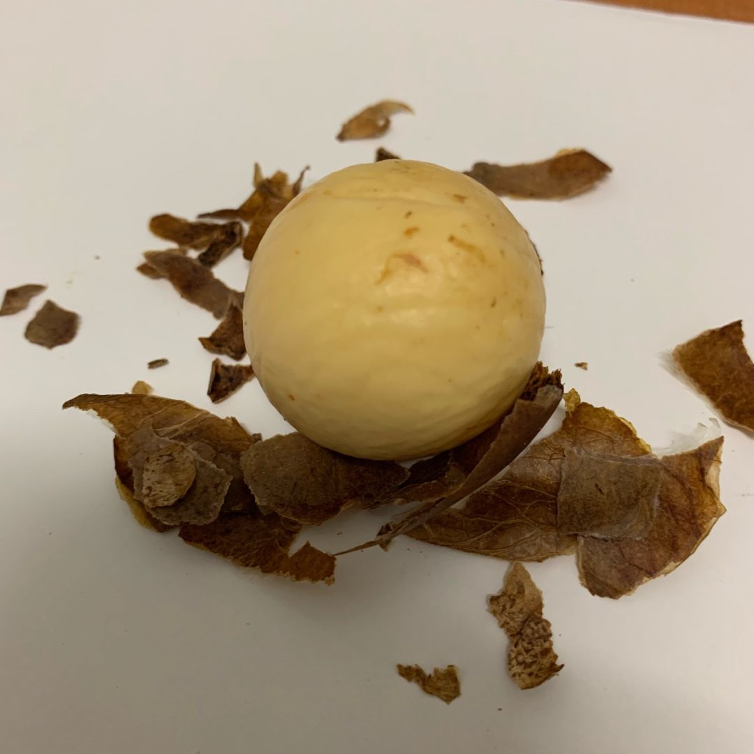 水耕栽培で育てるアボカドの成長記録1ヶ月経過 ピンクパンダのブログ 楽天ブログ