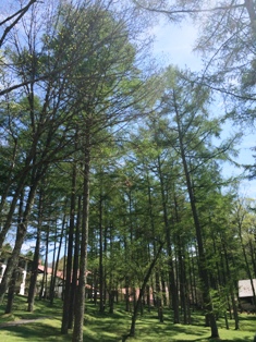 tateshina.JPG