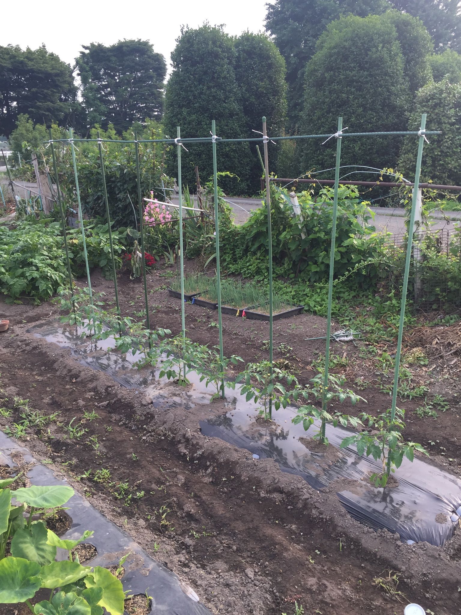 種蒔きから育てたミニトマト 畑デビューしました ちょろ松の家庭菜園奮闘記 楽天ブログ