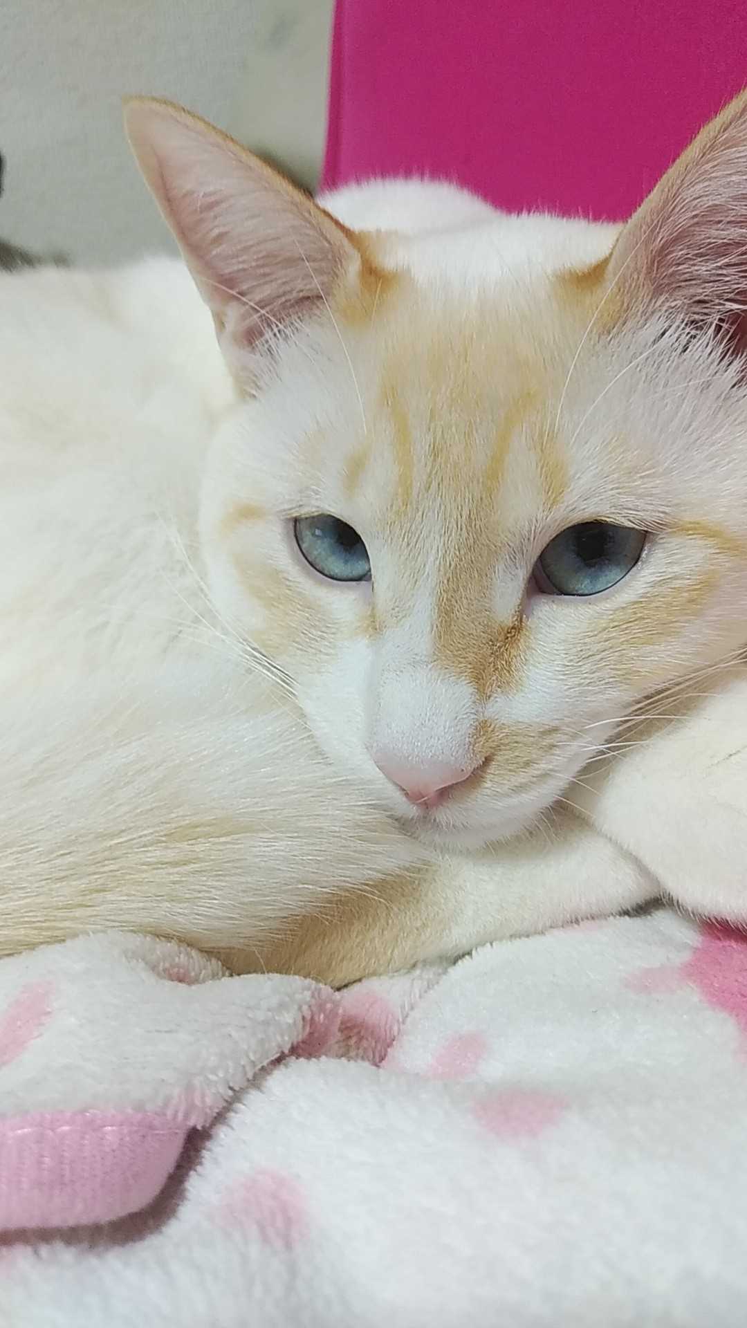 猫 しゃけまま30のブログ 楽天ブログ 猫 しゃけまま30のブログ 楽天ブログ