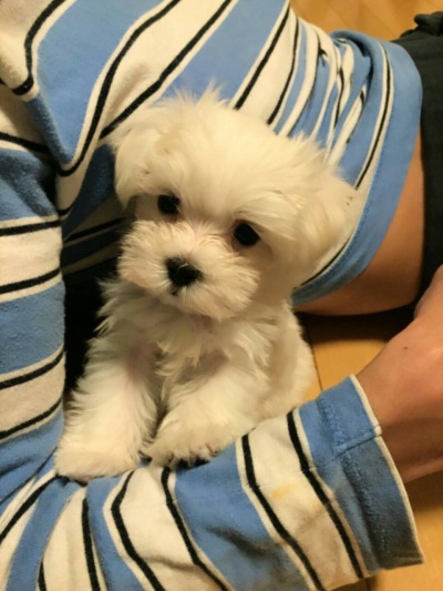 えれなちゃん