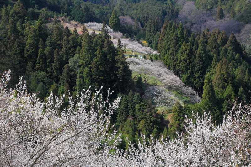 広橋梅林_002.jpg