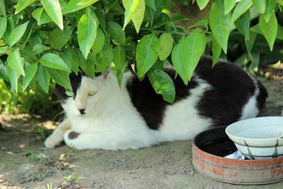 我が家のニャンコ♪2016/5/27-4