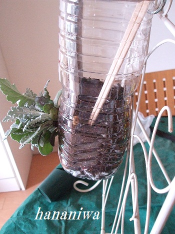 2012_0205トレッサ用寄せ植えとクレマチスの講座とカ0021.JPG