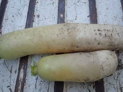 大根が凍ってしまった。 | 農園K56 柿栽培と家庭菜園やってます - 楽天