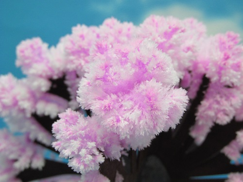 12時間で桜が満開に「Ｍａｇｉｃ桜」