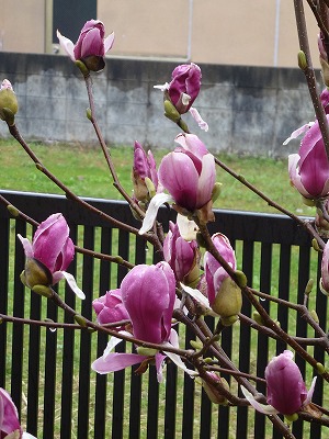 P1020104.jpg