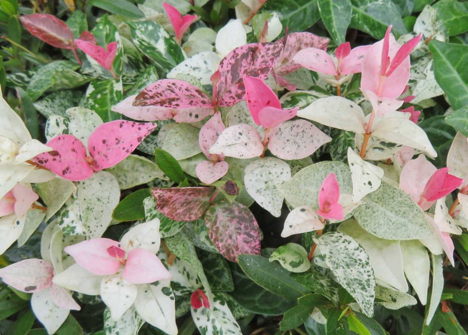 自転車購入 観葉植物 ハツユキカズラ だい のひとりごと 楽天ブログ