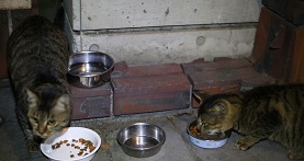 5DA_9084-9.jpg