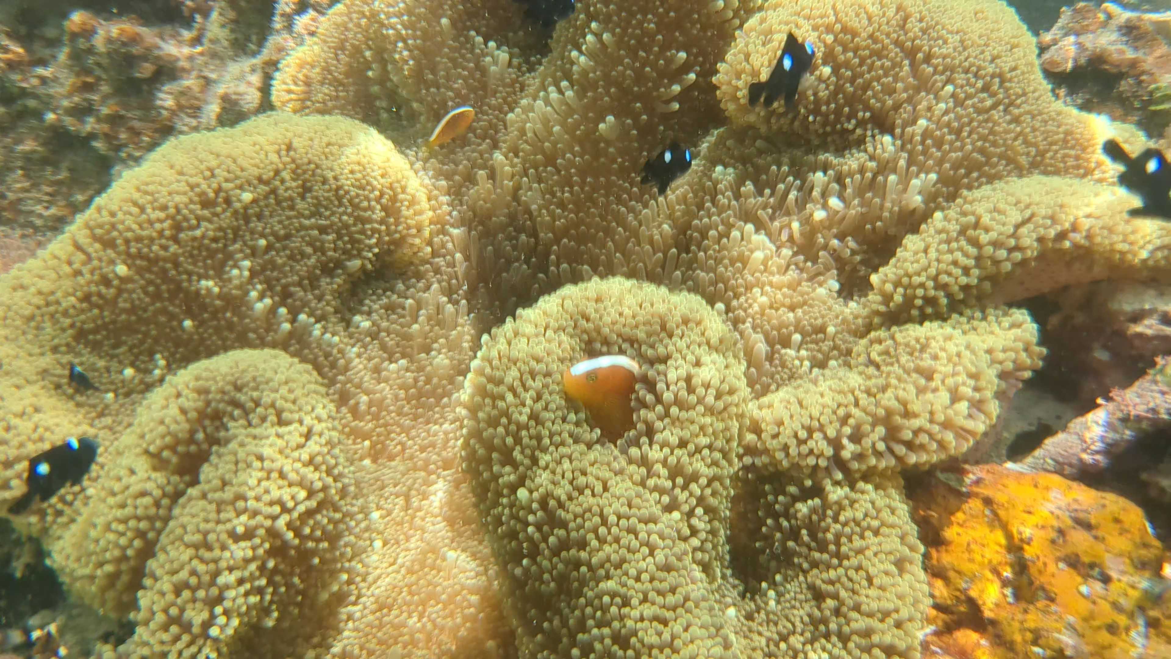 石垣島　家族連れビーチ　米原ビーチ　セジロクマノミ