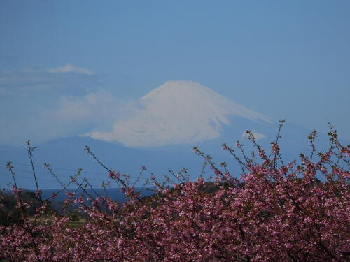 富士山と河津桜