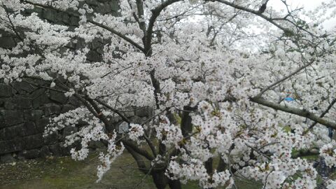 rblog-20150404154201-00.jpg