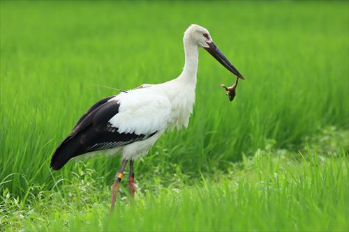 コウノトリ
