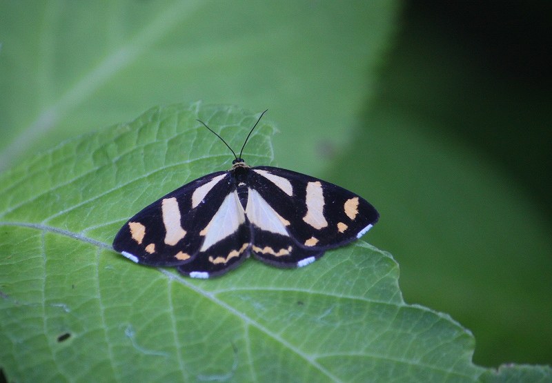 IMG_2959 (800x555).jpg