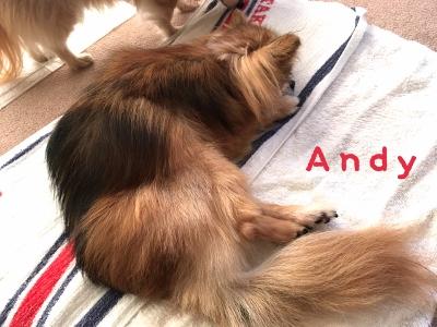 犬ネタ 犬 My Life With Chihuahuas 楽天ブログ