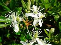 誕生花のないセンニンソウ 仙人草 の花言葉 あふれるばかりの善意 安全 なフラミュラ系のクレマチス 弥生おばさんのガーデニングノート 花と緑の365日 楽天ブログ