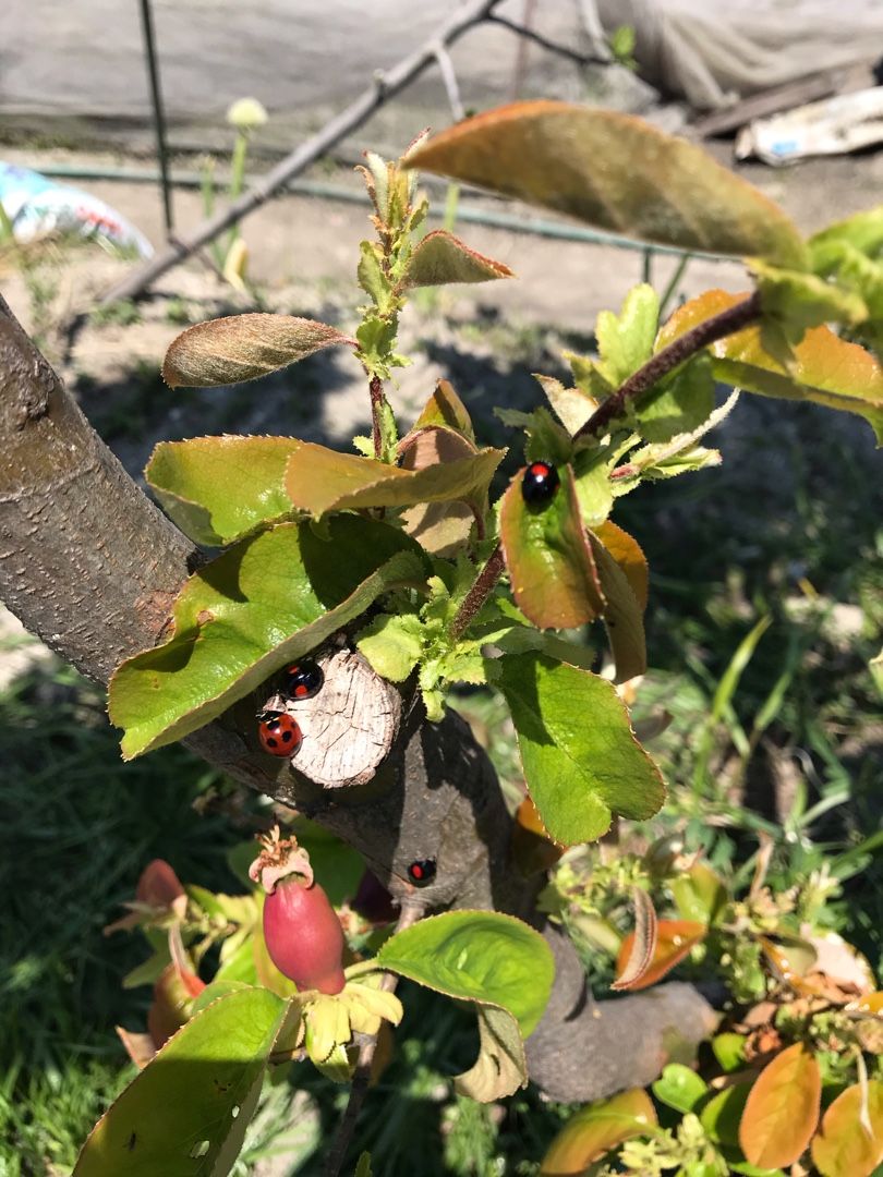 益虫のテントウムシと 害虫のテントウムシ 田中農業村 楽天ブログ