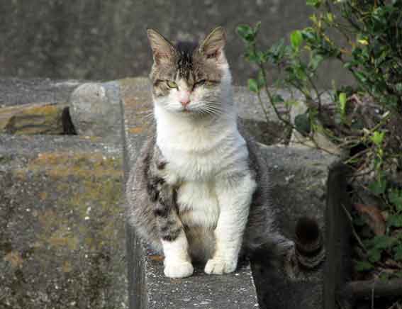 我が家のニャンコ♪2015/12/19-2