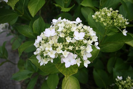 s-IMG_9933.jpg