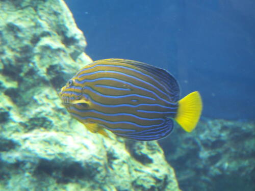 葛西臨海水族園