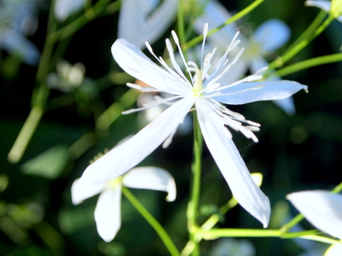 センニンソウの花