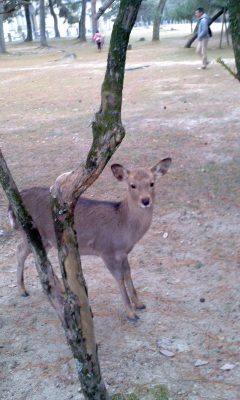 奈良公園　鹿２
