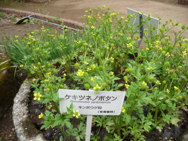 322 ケキツネノボタン