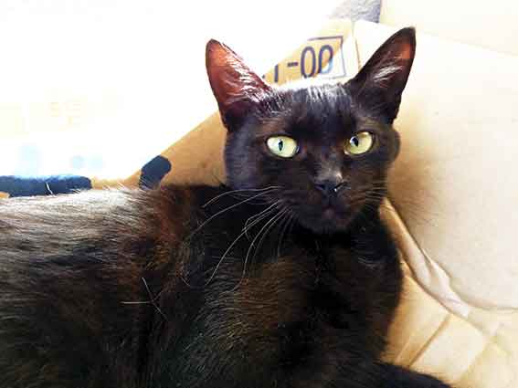 我が家のニャンコ♪2015/9/23-3