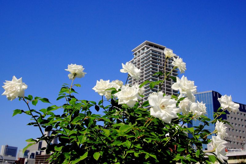 中之島バラ園_004.jpg