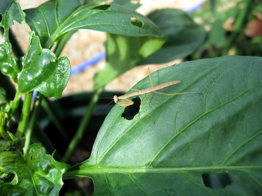 カマキリの子（２）.jpg