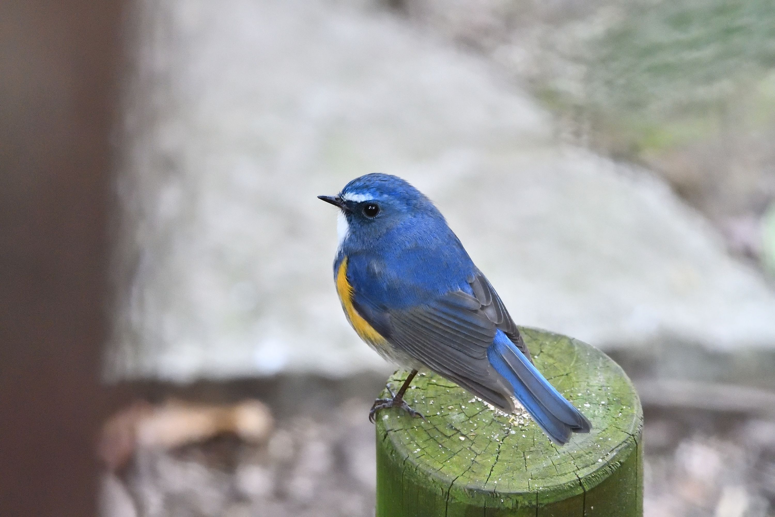 48ページ目の記事一覧 野鳥との日常生活を綴る 楽天ブログ