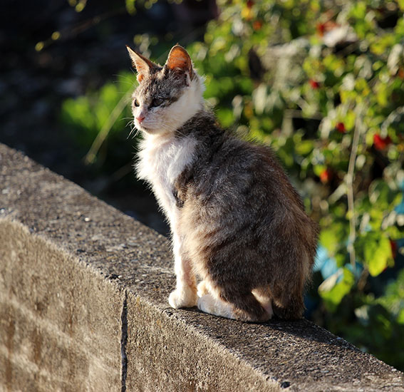 我が家のニャンコ♪2014/04/07-4