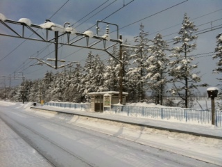 鉄道林が綺麗だ