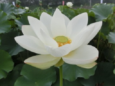 赤堀蓮園