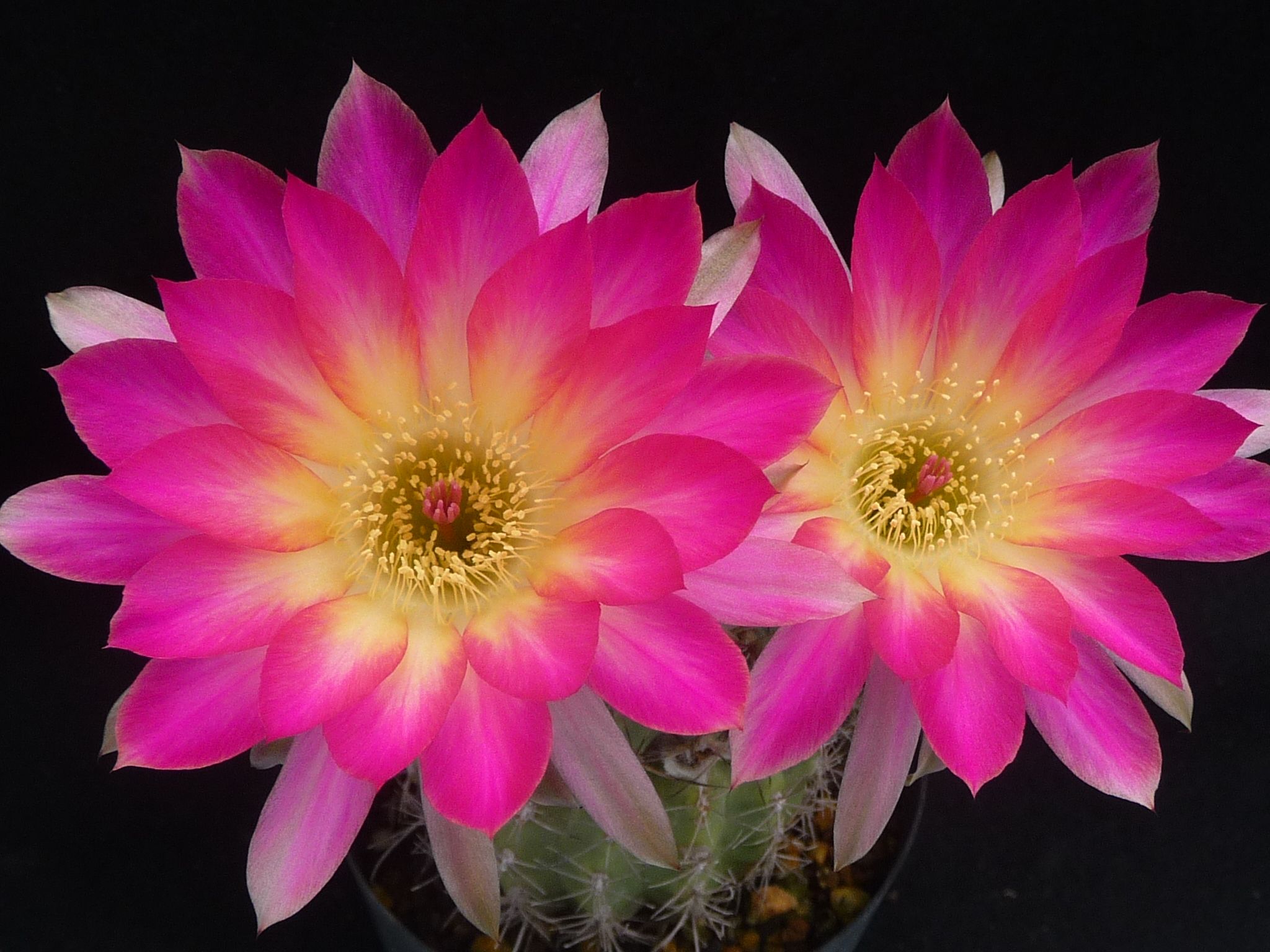 花が綺麗なサボテン びびるタニサボ達 楽天ブログ