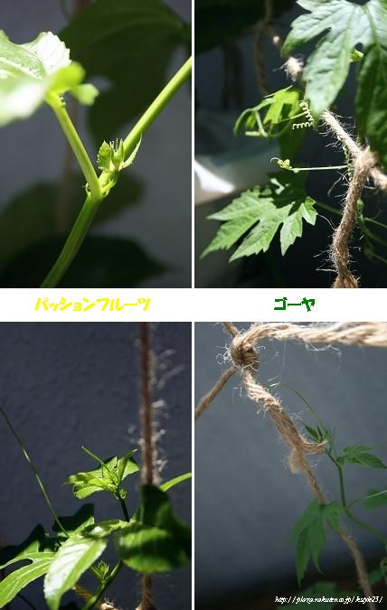今年のグリーンカーテン　