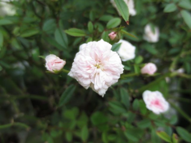 バラの夏剪定第2弾 そっくりなルルとサブ 艸 まだまだ咲いてるバラたち ばぁばの薔薇の花園 楽天ブログ