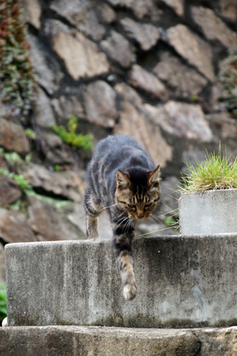 近寄ってくる猫