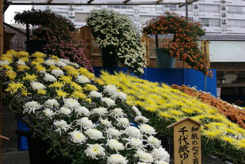 湯島天神 菊まつり