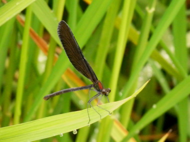 黒羽蜻蛉　8.19　2015