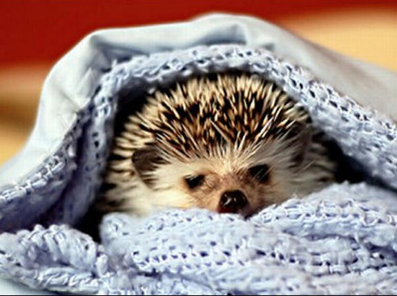 画像はイメージです