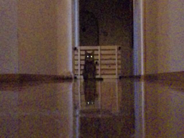 ナイトサファリ