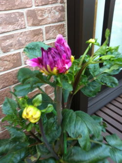 dahlia2