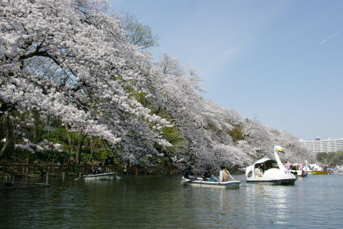 井の頭恩賜公園の桜