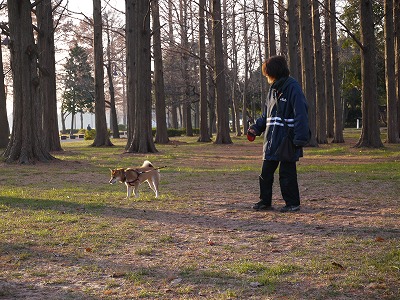 koharu