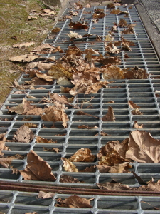 2017-04-18mori2 (1).JPG