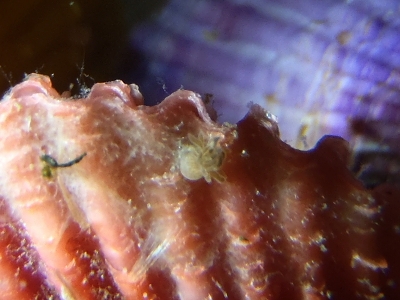 ヒオウギガイ（Mimachlamys nobilis）3　刺胞動物の疑い