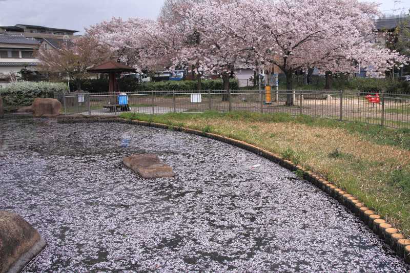 仕舞い桜_005.jpg